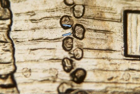 2009-D Doubled Die Reverse WDDR-003