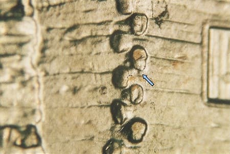 2009-D Doubled Die Reverse WDDR-006