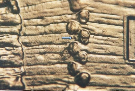 2009-D Doubled Die Reverse WDDR-010