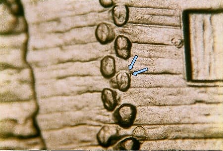 2009-D Doubled Die Reverse WDDR-026