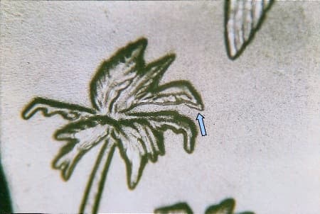 2009 Doubled Die Reverse WDDR-001