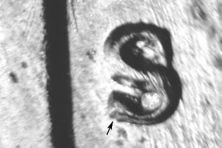 1952-S Repunched Mintmark WRPM-009