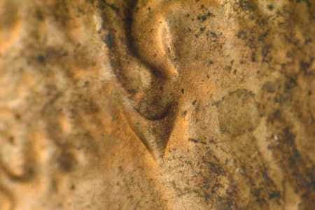1983-D Doubled Die Obverse WDDO-002