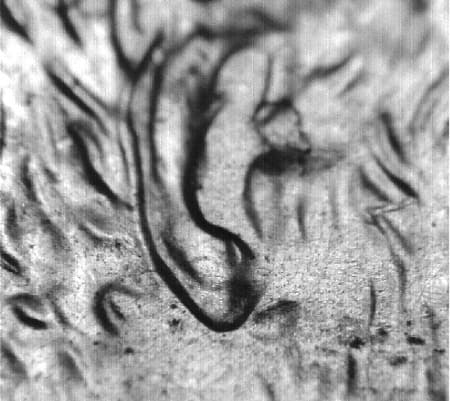 1999 Doubled Die Obverse WDDO-001