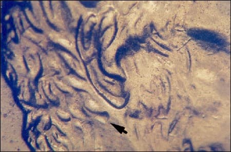 2002 Doubled Die Obverse WDDO-001