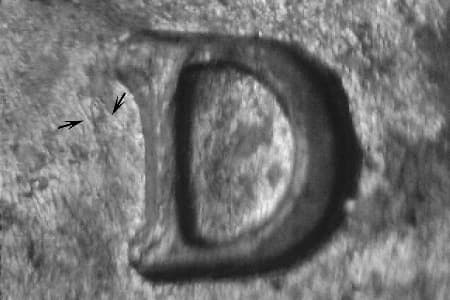 1988-D Repunched Mintmark WRPM-013