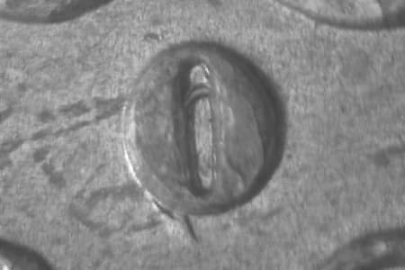 1882-O Repunched Mintmark WRPM-001