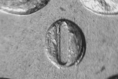 1883-O Repunched Mintmark WRPM-005