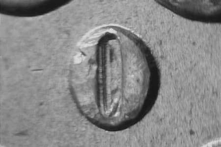 1884-O Repunched Mintmark WRPM-004