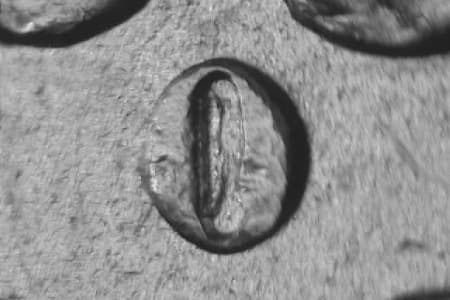 1884-O Repunched Mintmark WRPM-006
