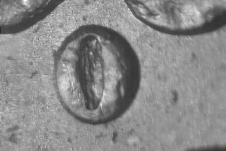 1884-O Repunched Mintmark WRPM-009