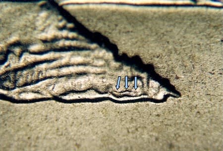 2005-D Doubled Die Reverse WDDR-004