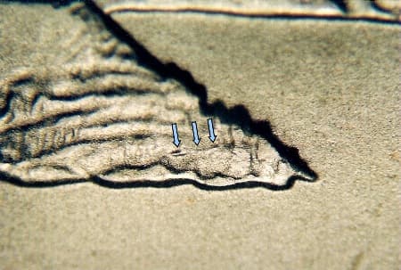 2005-D Doubled Die Reverse WDDR-006