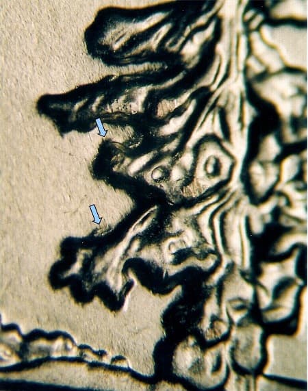 2005 Doubled Die Reverse WDDR-004