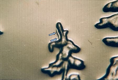 2005-S Doubled Die Reverse WDDR-004