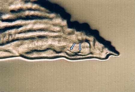 2005-S Doubled Die Reverse WDDR-006