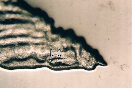 2005-S Doubled Die Reverse WDDR-008