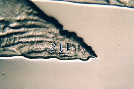 2005-S Doubled Die Reverse WDDR-009