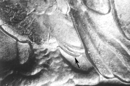 1946-S Doubled Die Reverse WDDR-002