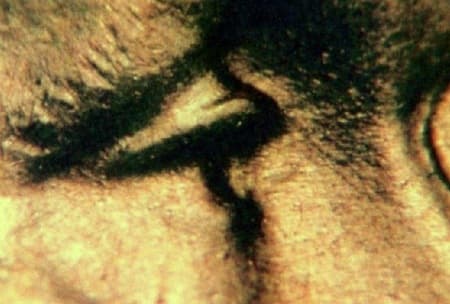 1952-D Doubled Die Obverse WDDO-012