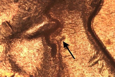 1955-D Doubled Die Obverse WDDO-010