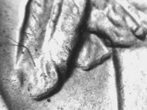 1927-S Doubled Die Obverse DDO-001