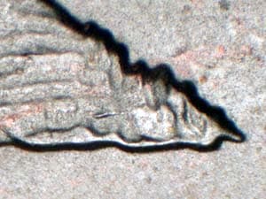 2005-D Doubled Die Reverse DDR-006