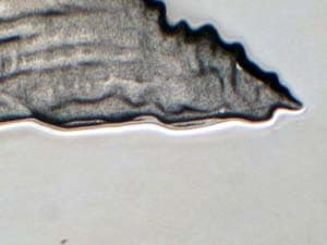 2005-S Doubled Die Reverse DDR-003