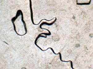 2007 Doubled Die Reverse DDR-005