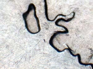 2007 Doubled Die Reverse DDR-037